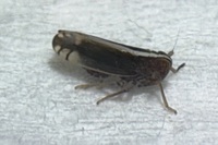 Stenocranus brunneus