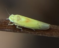Erythridula verdana