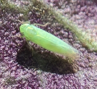 Empoascini unidentified species