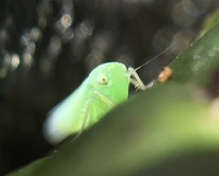 Empoascini unidentified species