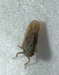 Graminella nigrifrons