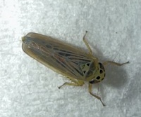 Macrosteles lepidus