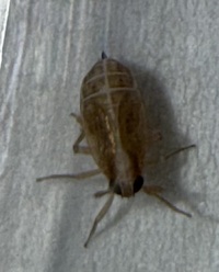 Muellerianella laminalis