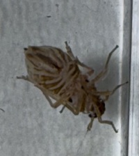 Muellerianella laminalis