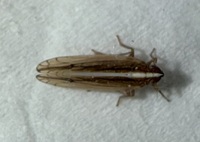 Stenocranus dorsalis