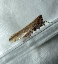 Stenocranus dorsalis