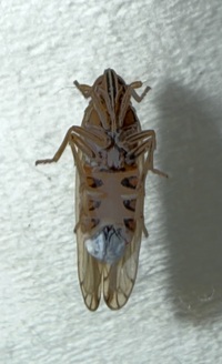 Stenocranus dorsalis