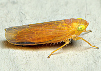 Arundanus nacreosus