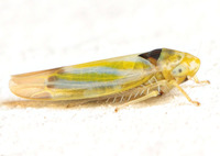 Erythridula pfrimmeri