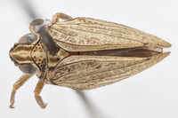 Fowlerium productum