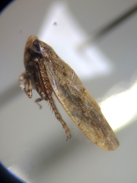 Paraphlepsius continuus