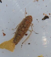 Osbornellus unidentified species