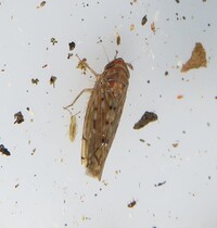 Osbornellus unidentified species