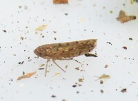 Osbornellus unidentified species