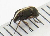 Bruchomorpha cf. extensa