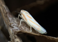 Erythridula unidentified species