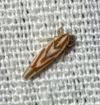 Erythridula unidentified species