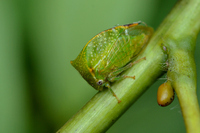 Hadrophallus bubalus