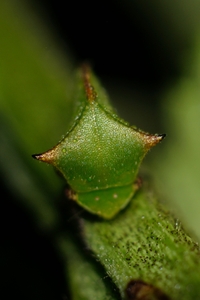 Stictocephala nr. stimulea