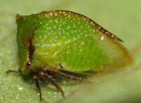 Stictocephala nr. stimulea