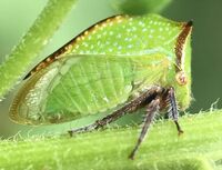 Stictocephala nr. stimulea