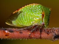 Stictocephala nr. stimulea