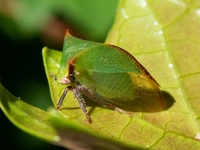 Stictocephala nr. stimulea