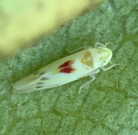 Erythridula verdana