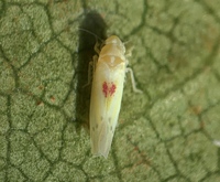 Erythridula verdana