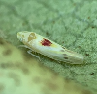 Erythridula verdana