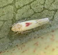 Erythridula verdana