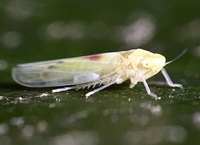 Erythridula verdana