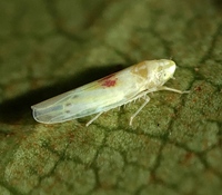 Erythridula verdana
