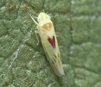Erythridula verdana