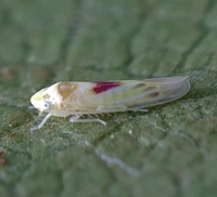Erythridula verdana