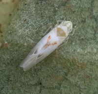 Erythridula verdana