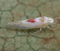 Erythridula verdana