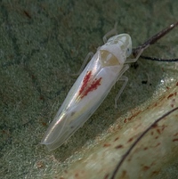 Erythridula verdana