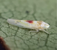 Erythridula verdana