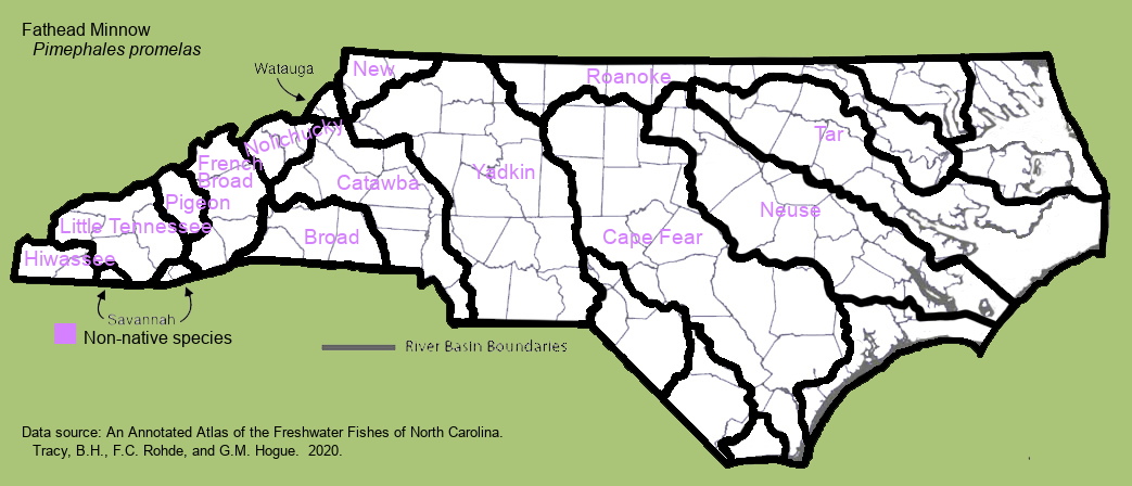 Freshwater Fishes of North Carolina