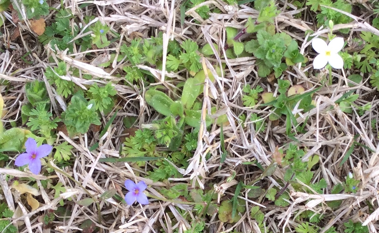 Using Georgia Native Plants: Houstonia, We Have  Tiny Flowers