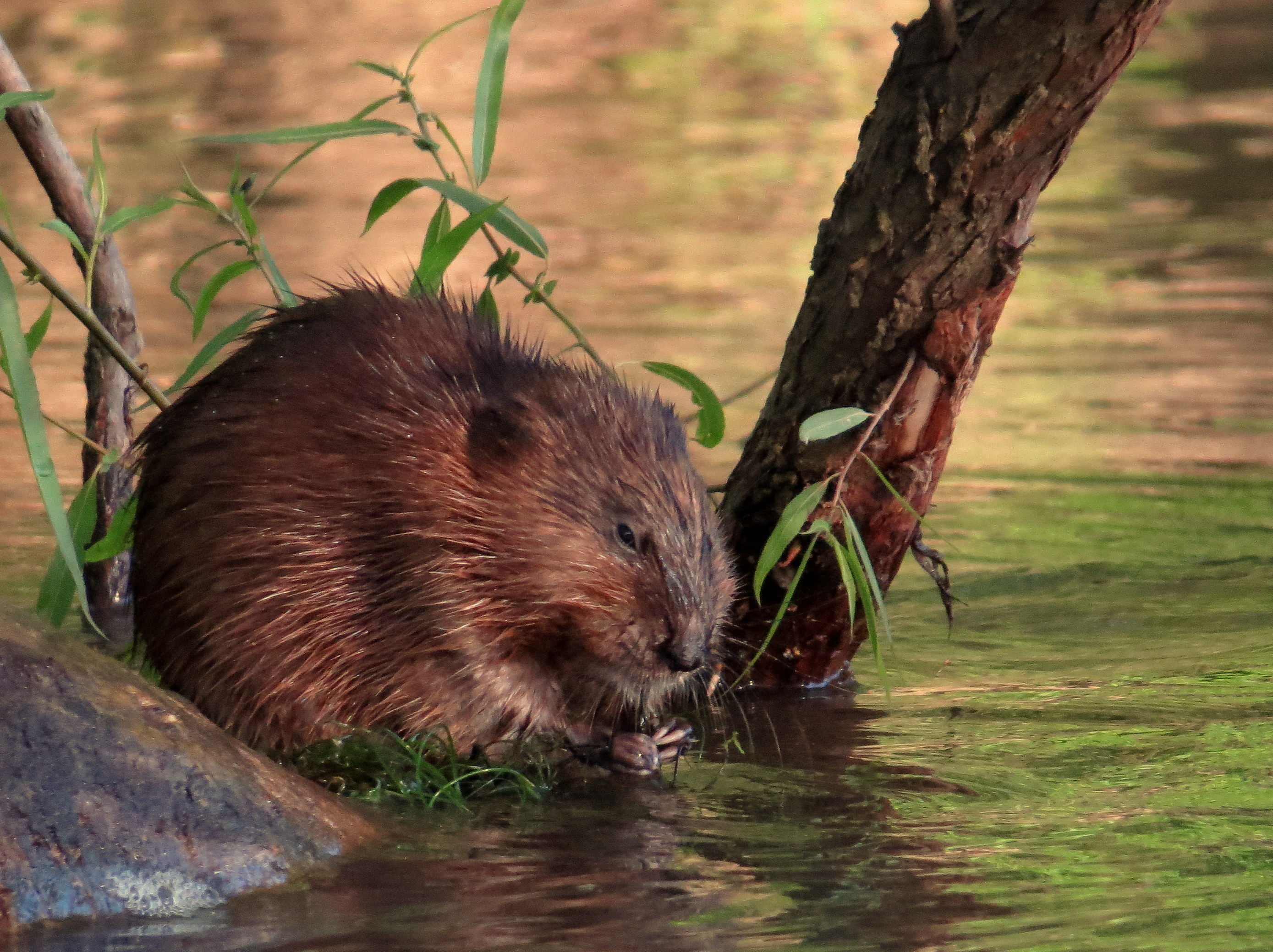 Common Mammals In Cancun