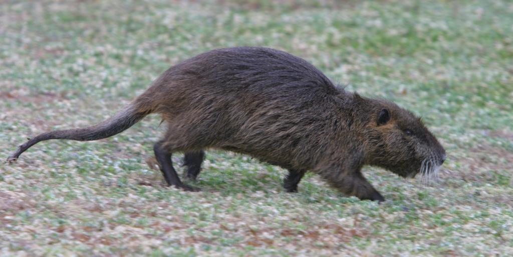 Mammals of North Carolina