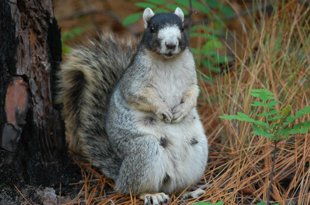 grey fox squirrel