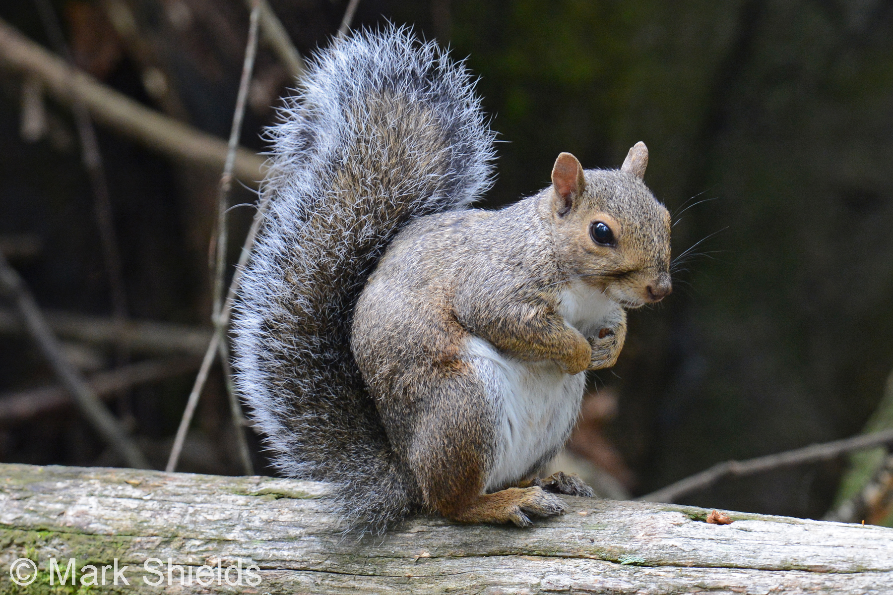 Can I Trap Grey Squirrels in North Carolina?