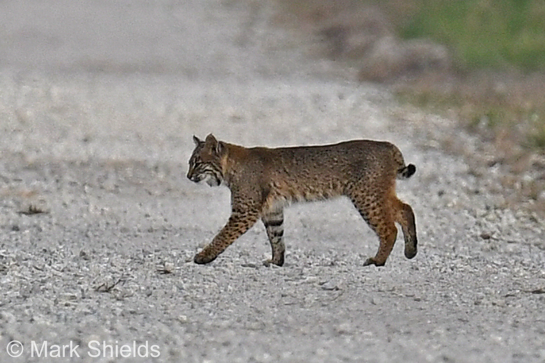 Mammals of North Carolina