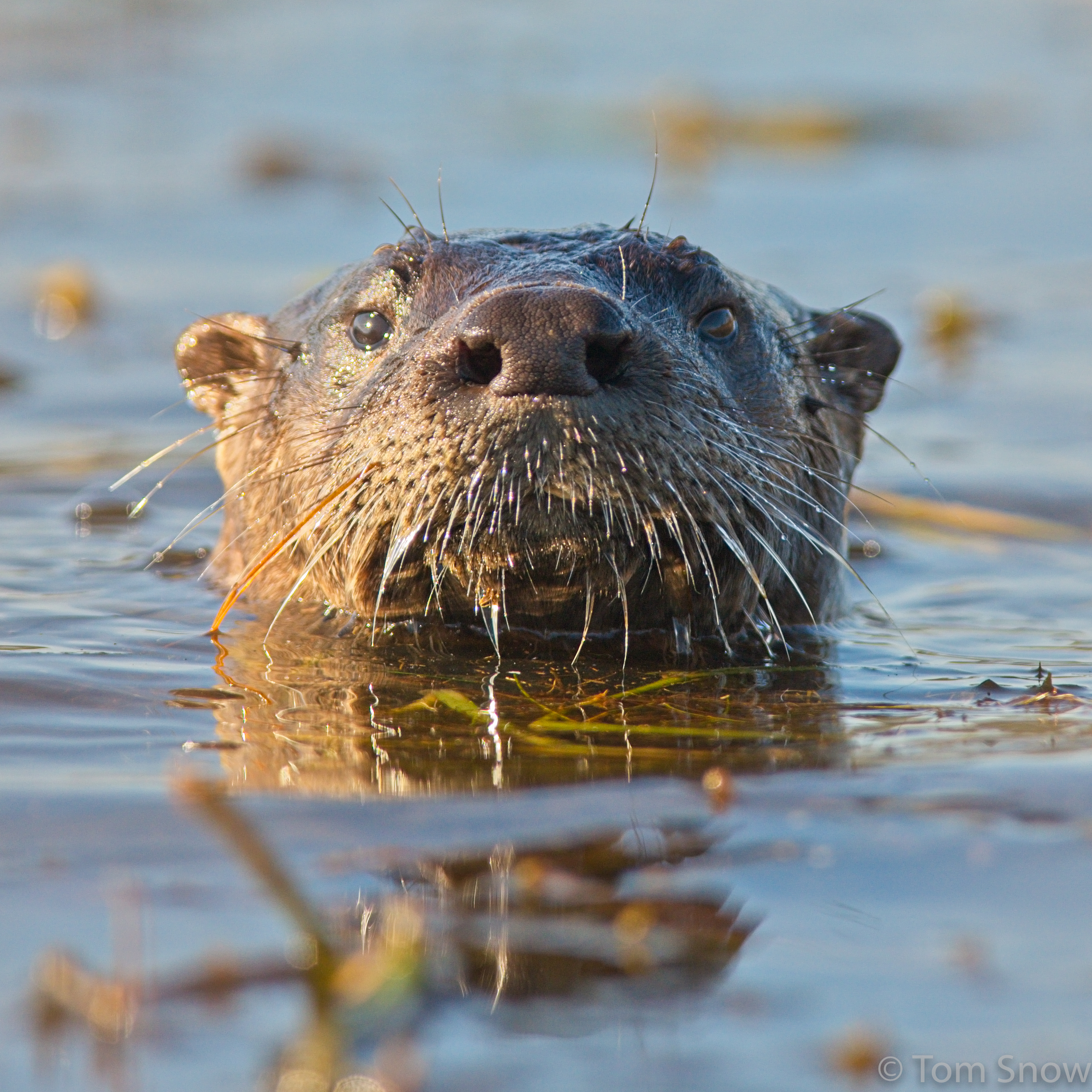 giant otter maps