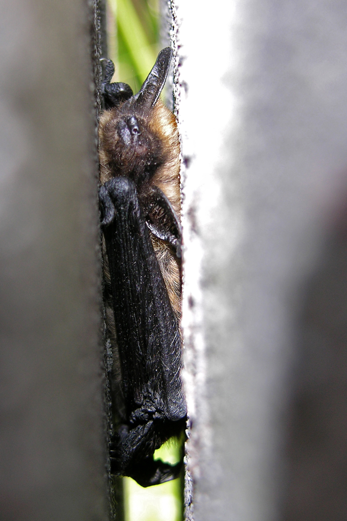 Mammals of North Carolina