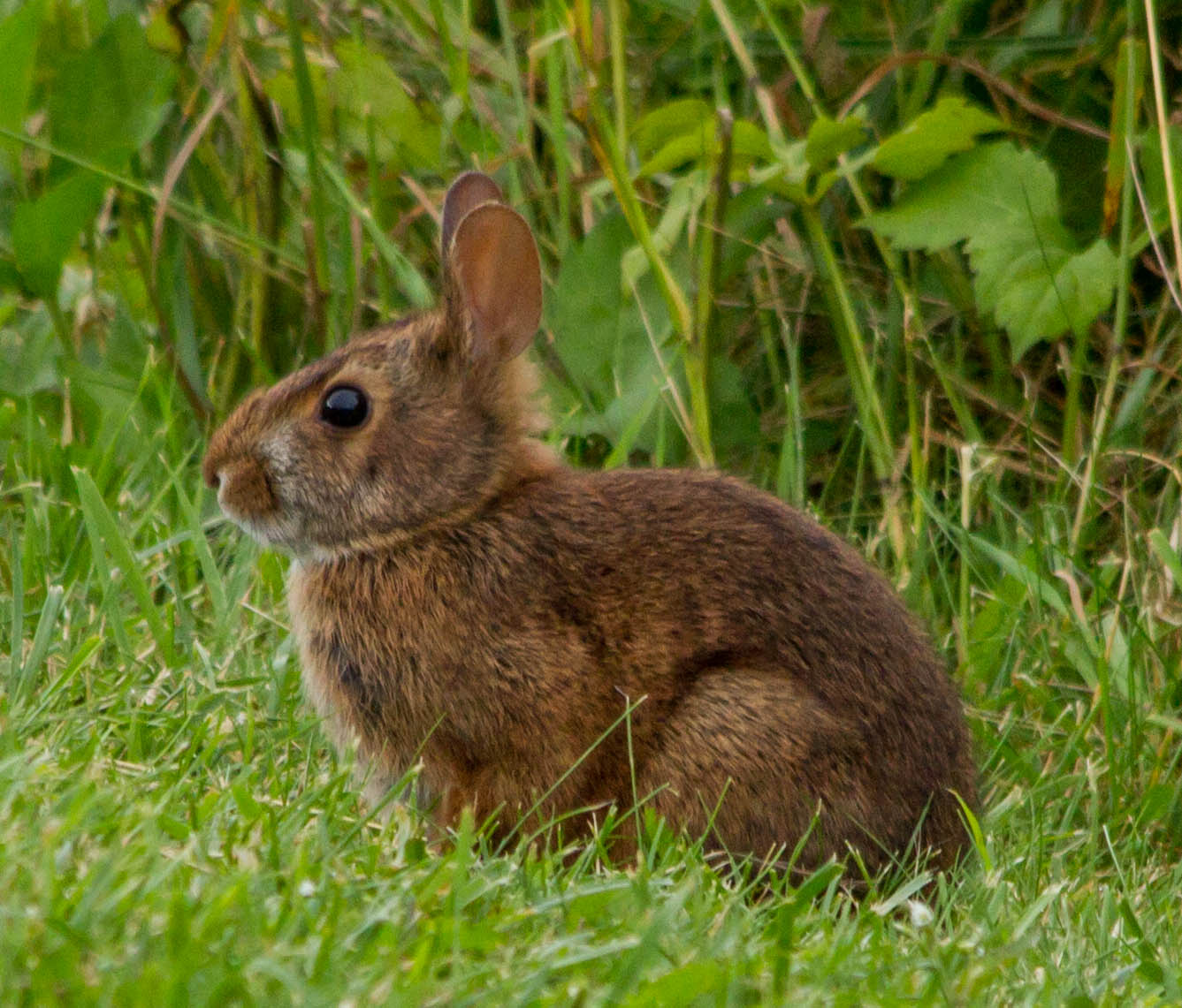 Mammals of North Carolina