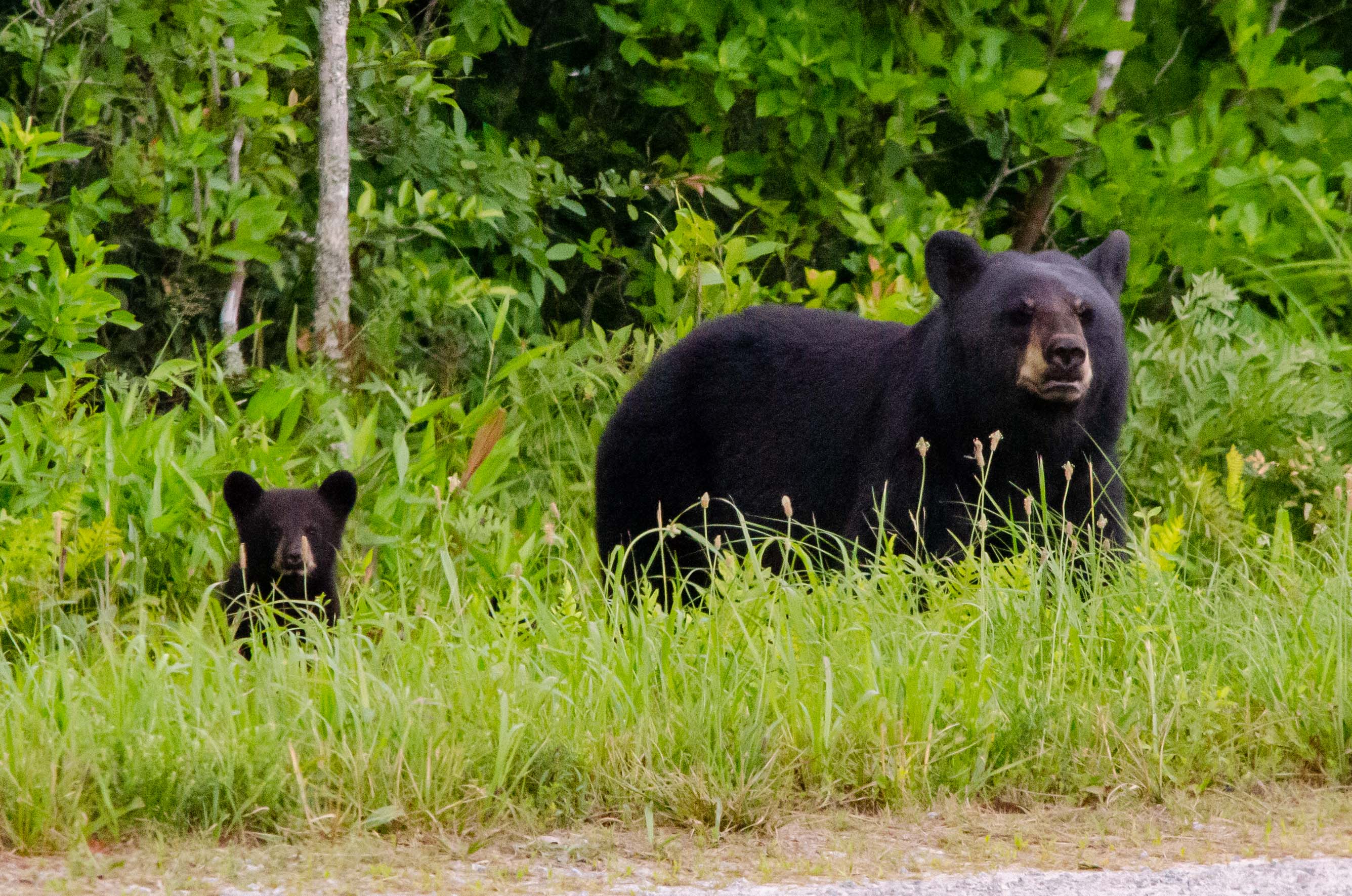 Mammals of North Carolina